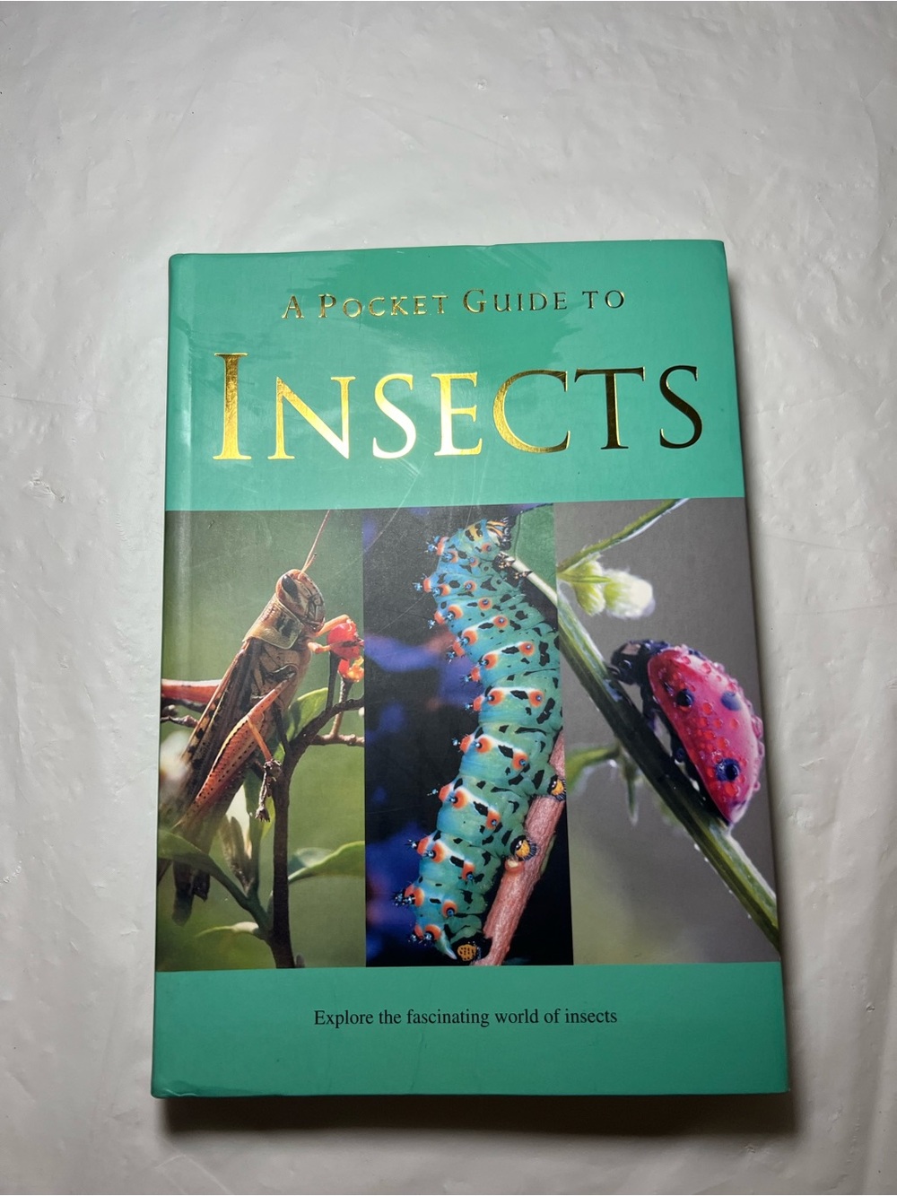 Parragon- A POCKET GUIDE TO INSECTS — Patrick Hook Field Guide